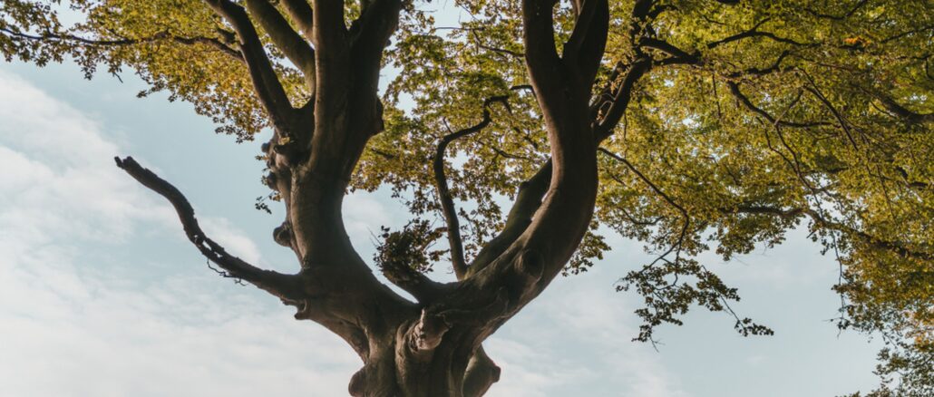 Pexels Felix Mittermeier 1459497 Klein